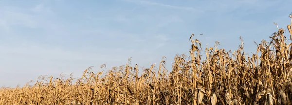 Панорамный снимок кукурузного поля с сухими листьями на фоне голубого неба — стоковое фото