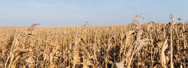Cultivo panorámico de campo de maíz con hojas secas contra el cielo azul - foto de stock