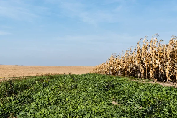 Зеленые свежие листья возле кукурузного поля против голубого неба — стоковое фото