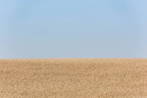 Goldenes Weizenfeld gegen blauen und klaren Himmel — Stockfoto