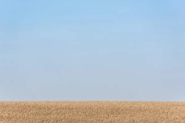 Золотое ржаное поле против голубого и чистого неба — стоковое фото