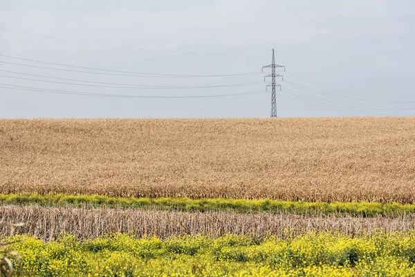 Золотое поле возле цветущих цветов и линии электропередач против голубого неба — стоковое фото