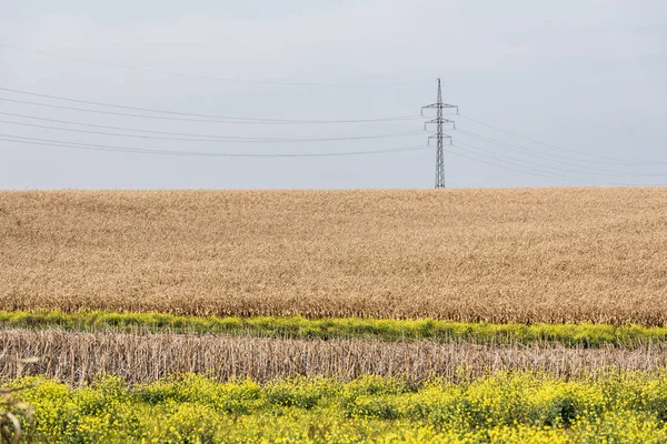 Campo de oro cerca de flores florecientes y línea de energía contra el cielo azul - foto de stock