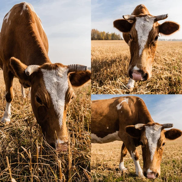 Colagem de vaca com chifres comendo grama em pasto em ucrânia — Fotografia de Stock