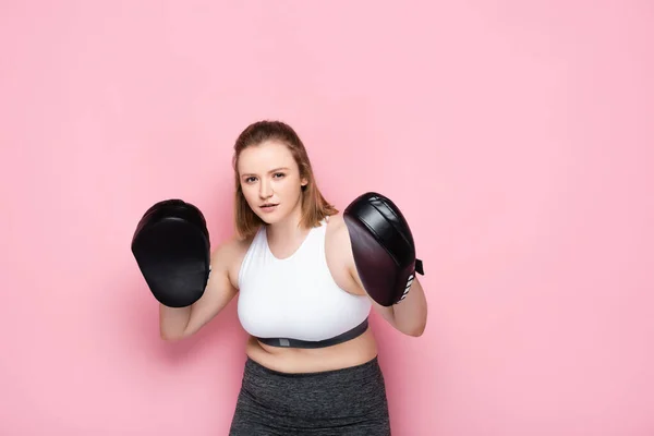 Concentrated overweight girl exercising with boxing pads while looking at camera on pink — Stock Photo