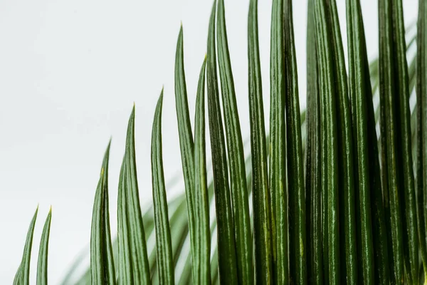 Vista de cerca de la hoja de palma verde aislada en blanco - foto de stock