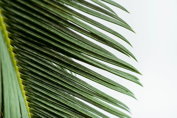 Close up view of green palm leaf isolated on white — Stock Photo