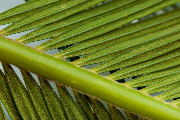 Vista de cerca de la hoja de palma verde - foto de stock