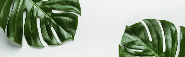 Вид зверху на зелене пальмове листя на білому тлі, панорамний знімок — стокове фото