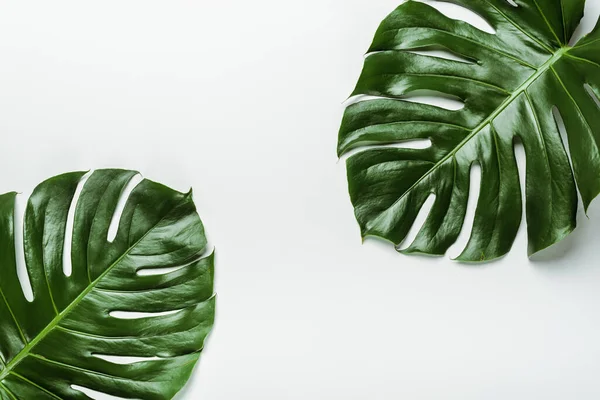 Vista dall'alto di foglie di palma verde su sfondo bianco — Foto stock