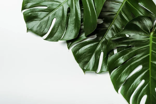 Вид сверху на зеленые пальмовые листья на белом фоне — стоковое фото