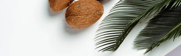 Vue du dessus des feuilles de palmier vert, noix de coco sur fond blanc, vue panoramique — Photo de stock