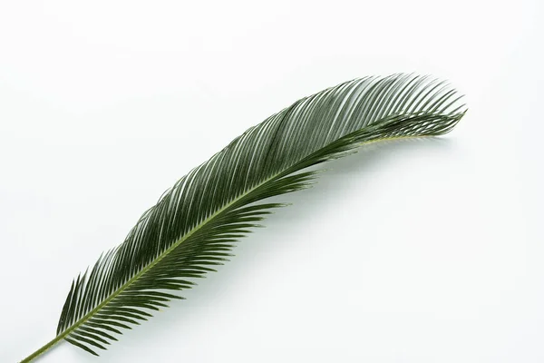 Vue du dessus de la feuille de palmier vert sur fond blanc — Photo de stock