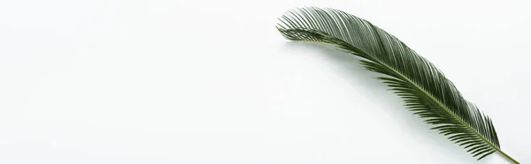 Top view of green palm leaf on white background, panoramic shot — Stock Photo