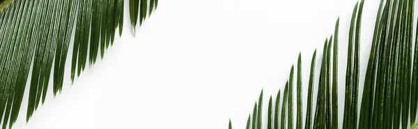 Top view of green palm leaves isolated on white background, panoramic shot — Stock Photo