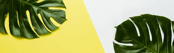 Top view of green palm leaves on white and yellow background, panoramic shot — Stock Photo