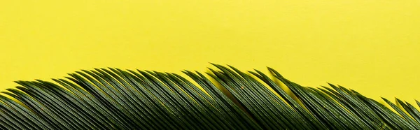 Top view of green palm leaf isolated on yellow background, panoramic shot — Stock Photo