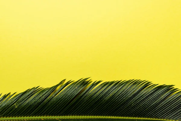 Вид сверху на зеленый лист пальмы, выделенный на желтом фоне — стоковое фото