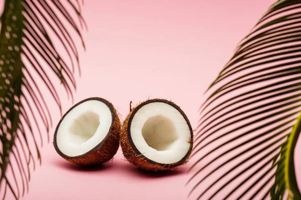 Вибірковий фокус зеленого пальмового листя і свіжих кокосових половинок на рожевому фоні — стокове фото