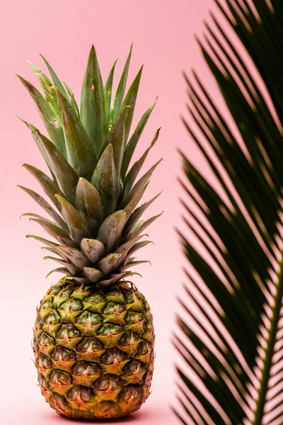 Selective focus of green palm leaf and fresh pineapple on pink background — Stock Photo