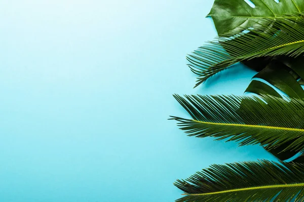 Vista superior de hojas de palma verde sobre fondo azul - foto de stock