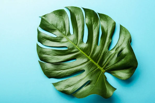 Вид сверху на зеленый лист пальмы на голубом фоне — стоковое фото