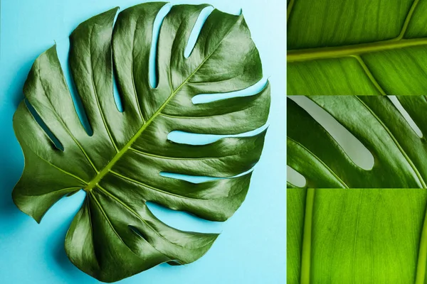 Colagem de folhas de palma verde no fundo azul — Fotografia de Stock