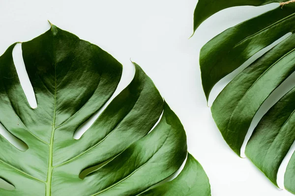 Vue rapprochée des feuilles de palmier vert sur fond blanc — Photo de stock