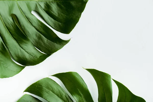 Закрыть вид зеленых пальмовых листьев на белом фоне — стоковое фото