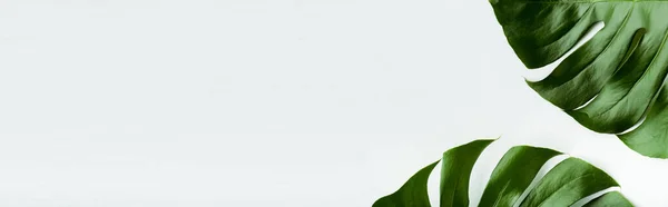 Close up vista de folhas de palma verde no fundo branco, tiro panorâmico — Fotografia de Stock