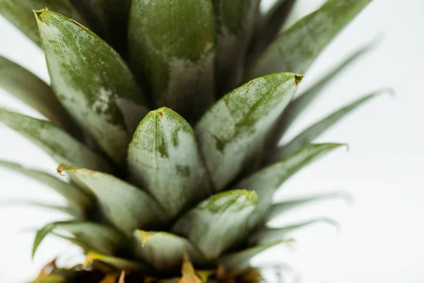 Vista da vicino delle foglie verde ananas isolate su bianco — Foto stock