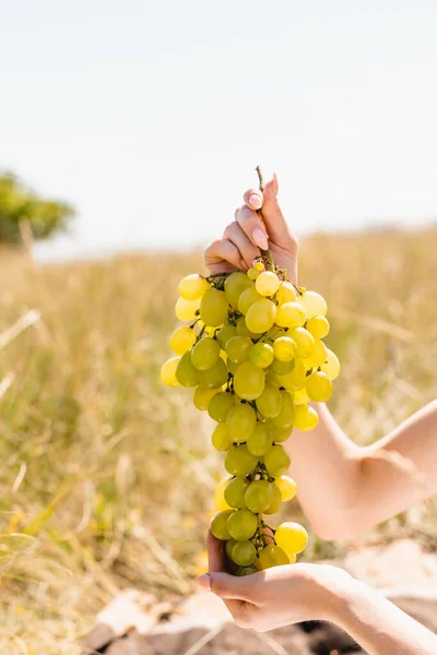 Vista parcial de la mujer sosteniendo racimo de uvas deliciosas en el prado - foto de stock
