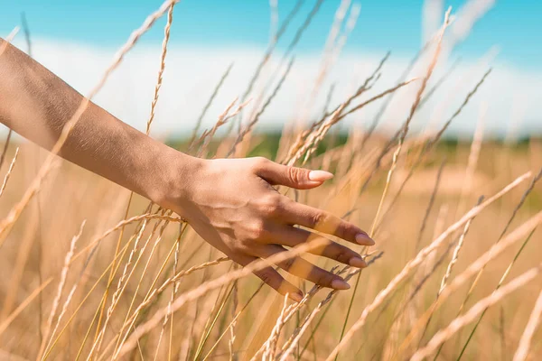 Cropped view of woman touching spikelets in meadow, selective focus — Stock Photo