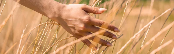 Selective focus of female hand near spikelets in grassy meadow, website header — Stock Photo