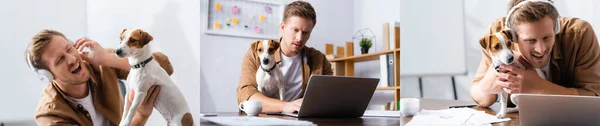 Collage of businessman with jack russell terrier dog listening music in wireless headphones and working at laptop, panoramic shot — Stock Photo