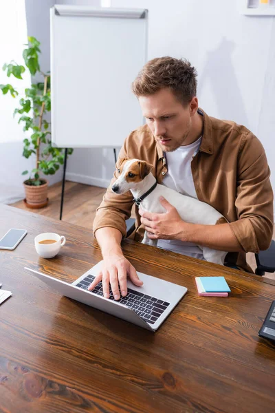 Vista de ángulo alto de empresario concentrado sosteniendo gato russell terrier perro mientras trabaja en el ordenador portátil en la oficina - foto de stock