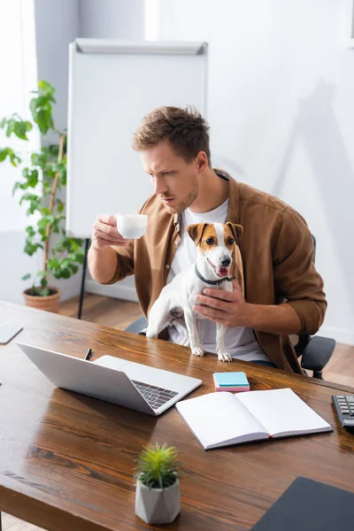 Thoughtful businessman holding coffee cup while looking at laptop near jack russell terrier dog — Stock Photo