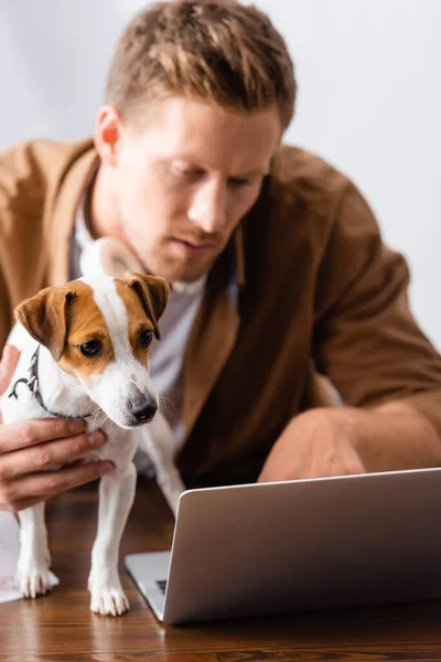 Foco seletivo do homem de negócios concentrado que trabalha no computador portátil perto do cão terrier de Jack Russell — Fotografia de Stock