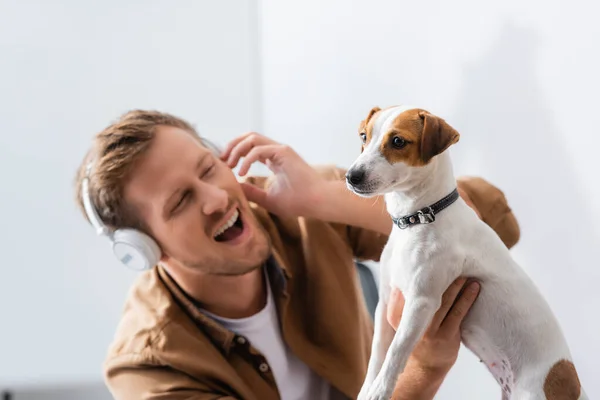 Aufgeregter Geschäftsmann mit drahtlosen Kopfhörern berührt Jack Russell Terrier-Hund im Büro — Stockfoto