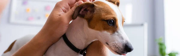 Vista parziale di uomo d'affari toccare la testa di jack russell terrier cane in ufficio, coltura panoramica — Foto stock