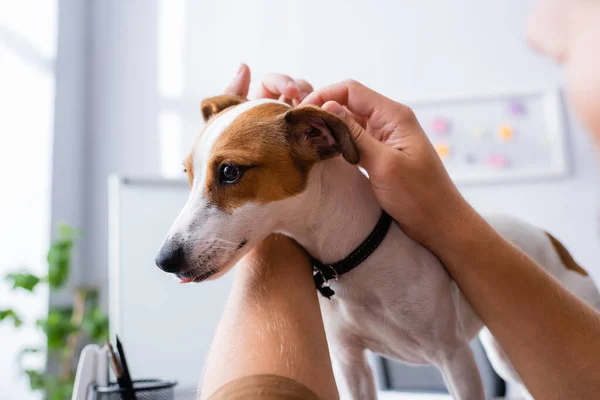 Vista recortada de hombre de negocios acurrucarse gato russell terrier perro con manchas marrones en la cabeza en la oficina - foto de stock