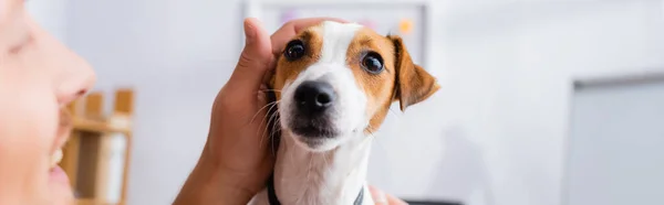 Fuoco selettivo di uomo d'affari che tocca la testa di cane di terrier di jack russell, immagine orizzontale — Stock Photo