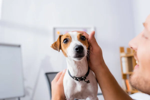 Foco seletivo do empresário abraçando Jack Russell cão terrier no escritório — Fotografia de Stock