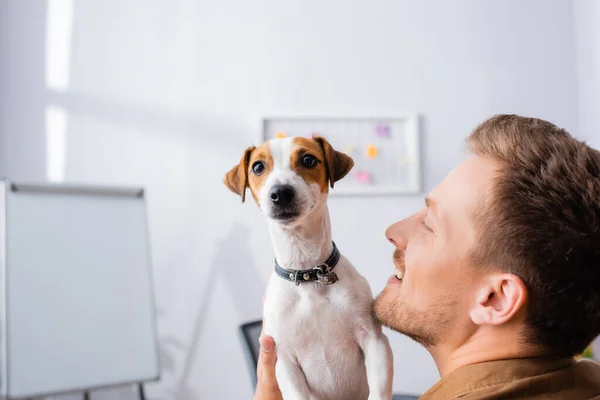 Young businessman holding white jack russell terrier dog with brown spots on head in office — Stock Photo