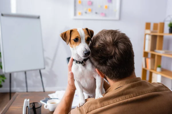 Visão traseira do homem de negócios segurando cão terrier branco jack russell com manchas marrons na cabeça no escritório — Fotografia de Stock