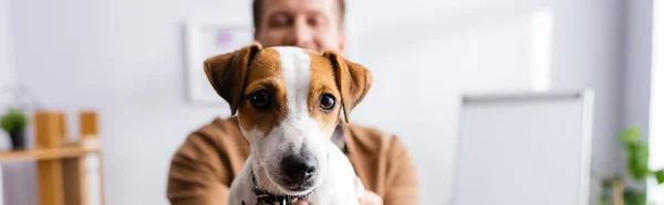 Foco seletivo do homem de negócios perto do cão terrier branco de Jack Russell com lugares marrons na cabeça, conceito panorâmico — Fotografia de Stock