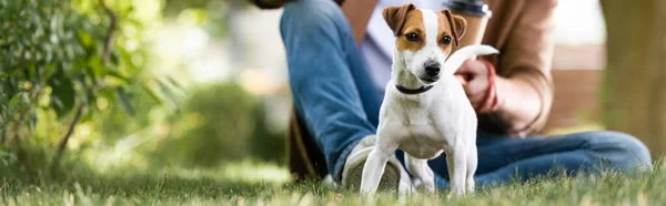 Vista recortada del hombre sentado en el césped cerca de gato blanco russell terrier perro con manchas marrones en la cabeza, tiro panorámico - foto de stock