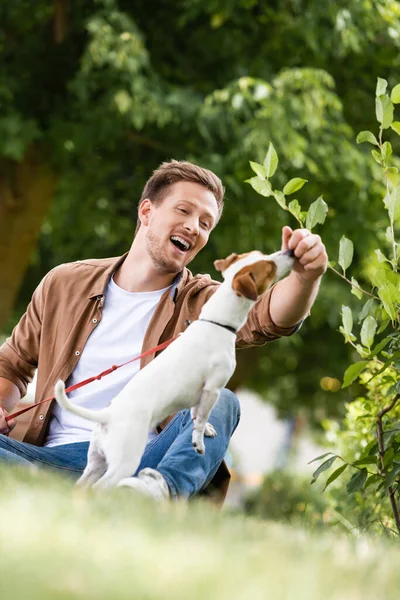 Foco seletivo do homem em roupas casuais jogando com Jack Russell cão terrier enquanto sentado na grama — Fotografia de Stock