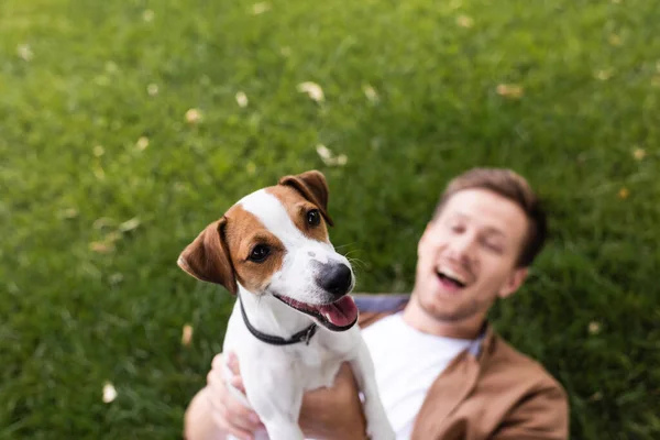 Selective focus of excited man holding jack russell terrier dog while lying on green lawn — Stock Photo