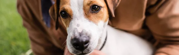 Vista parziale dell'uomo vicino jack bianco russell terrier cane con macchie marroni sulla testa, immagine orizzontale — Stock Photo